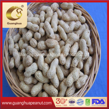 Washed Peanut Kernels 11/13 with High Export Quality